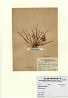 藏品(簡枝沙菜)的圖片